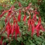 587490-fuchsia-magellanica