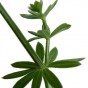 588090-galium-mollugo