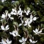 588200-gaura-lindheimeri-the-bride
