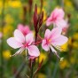 588205-gaura-lindheimeri-pinky