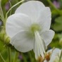 588668-geranium-macrorrhizum-snow-sprite