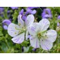 588705-geranium-pratense-blue-splish-splash-striatum