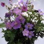 588710-geranium-pratense-mixed