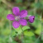 588770-geranium-yoshinoi