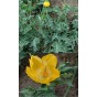 588970-glaucium-flavum