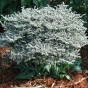 589000-goniolimon-tataricum