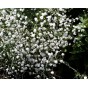 589200-gypsophila-paniculata-snow-flake