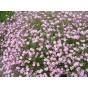 589300-gypsophila-repens-rosea