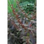 589500-haloragis-erecta-wellington-bronze