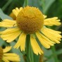 589690-helenium-autumnale-gold