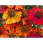 589700-helenium-autumnale-helena-mix