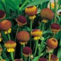 589740-helenium-puberulum-autumn-lollipop