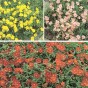 589800-helianthemum-nummularium
