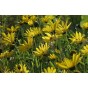 589870-helianthus-laetiflorus