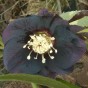 590300-helleborus-hybriden-black-beauty