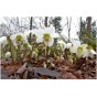 590400-helleborus-niger