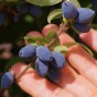 822327-honingbes-blauwe-strawberry-sensation