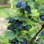 822330-honingbes-blauwe-uspiech