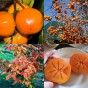 822405-kaki-hana-fuyu-yotsundani-giant-fuyu