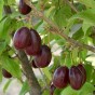 822590-kornoeljekers-dublany