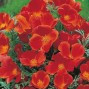519100-eschscholzia-californica-red-chief