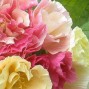 519105-eschscholzia-californica-bridal-bouquet