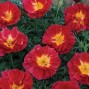 519150-eschscholzia-californica-cherry-swirl-bush-fire