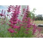 571970-agastache-cana-heather-queen
