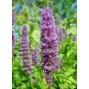 571980-agastache-mexicana