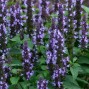 571992-agastache-hybriden-astello-indigo