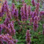 571995-agastache-hybriden-blue-boa