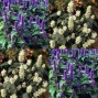 572000-agastache-hybriden-blue-white