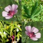 572220-althaea-cannabina
