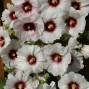 572420-alcea-rosea-halo-blossom