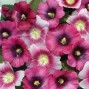 572424-alcea-rosea-halo-perfect-pink