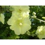 572530-alcea-rugosa