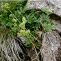 572540-alchemilla-alpina