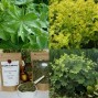 572550-alchemilla-mollis