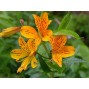 572620-alstroemeria-aurantiaca-golden-king