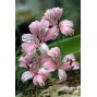 572630-alstroemeria-hookeri