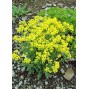 572800-alyssum-saxatile-gold-dust
