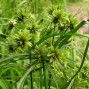 673120-cyperus-eragrostis