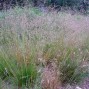 673290-deschampsia-flexuosa