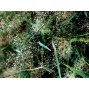673390-eragrostis-elegans