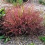 673400-eragrostis-spectabilis
