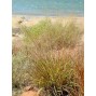 673430-eragrostis-trichodes