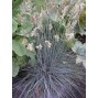 673600-festuca-glauca