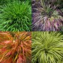 673752-hakonechloa-macra-mix