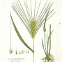 673780-hordeum-distichon-ssp-zeocriton