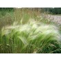 673800-hordeum-jubatum